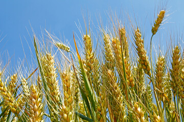The green wheat field