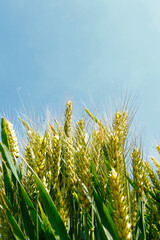 Obraz premium The green wheat field