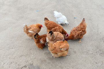 In the courtyard of the chicken