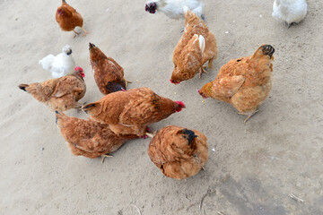 In the courtyard of the chicken