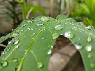 dew on a leaf
