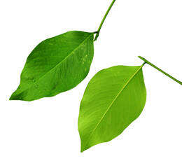 Golden shower or cassia fistula leave on transparent background for decoration