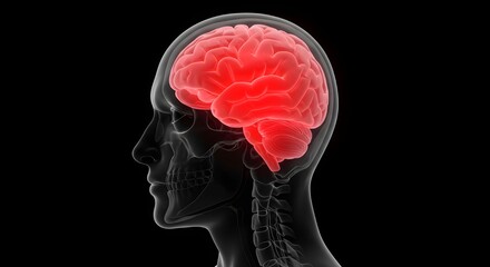 Ilustraci&oacute;n 3D de la anatom&iacute;a del cerebro humano en un cr&aacute;neo transparente