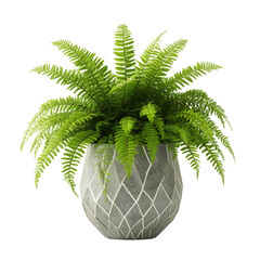 A 3D Potted Fern with Dense Curly Fronds in a Geometric White Vase Isolated on Transparent Background