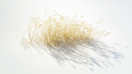Golden Grass Patch Casting Shadows on White Background - Minimalistic Nature