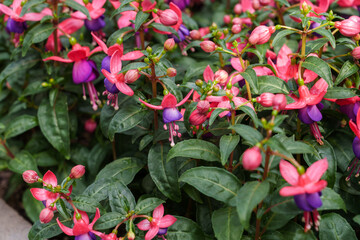 Close-up photo of a cute purple fuchsia flower in bloom