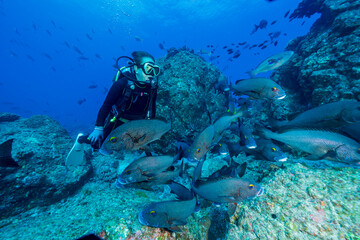 魚の群れと泳ぐダイバー　小笠原　東京都