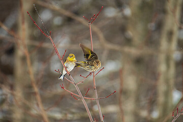 Pine sisken and Goldfinch on a branch in snow