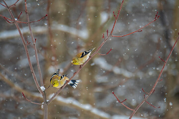 Goldfinches flying in snow