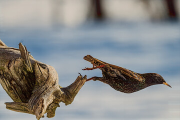 Starling ready to fly