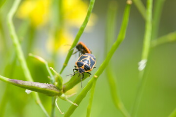 Naklejka premium ナガメの鮮烈
