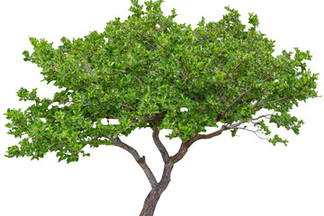Obraz premium large green tree with vibrant branches and lush leaves stands prominently, showcasing its natural beauty and vitality. This tree symbolizes growth and tranquility in any environment