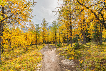 Obraz premium Beautiful fall time scenic views at Sentinal Pass, Larch Valley during September with light snow covering the incredible landscape in northern Canada, Banff National Park. Bright yellow trees in view.