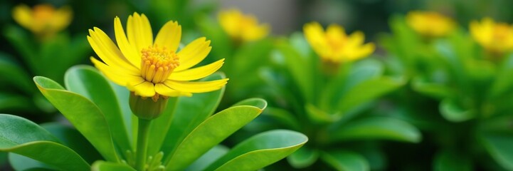 Obraz premium Euphorbia polychroma plant with bright yellow flowers and lush green leaves in a garden, Euphorbia polychroma, botanical