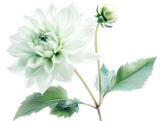 Des illustrations florales détaillées en format PNG transparent. généré par l'IA génératif