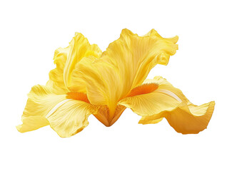 Des illustrations florales détaillées en format PNG transparent. généré par l'IA génératif