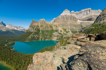 Staggering mountain scenes at Lake O'Hara during summer time with incredible turquoise lakes in scenic alpine aqua lake scene in the Canadian Rockies of Canada, Alberta, British Columbia. 