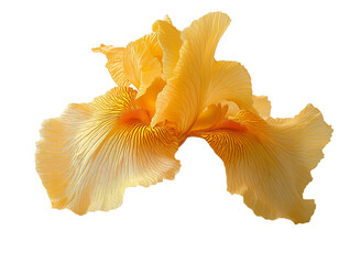 Des illustrations florales détaillées en format PNG transparent. généré par l'IA génératif