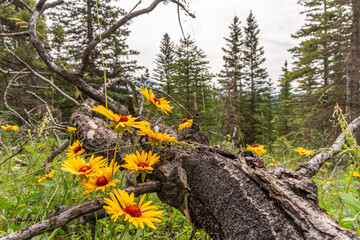 Rudbeckia triloba, brown eyed susan seen in Banff National Park during summer time with dead, fallen over tree in the wilderness area.