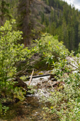 Nature views at Grassi Lakes trail lake set in a serene wilderness outside the town of Canmore near Kananaskis during the summer season.
