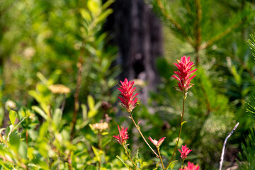Castilleja, Indian Paintbrush, Prarie Fire flowers seen in Waterton Lakes National Park during summer time. Wilderness, background, bright nature wallpaper view in nature.