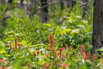 Castilleja, Indian Paintbrush, Prarie Fire flowers seen in Waterton Lakes National Park during summer time. Wilderness, background, bright nature wallpaper view in nature.