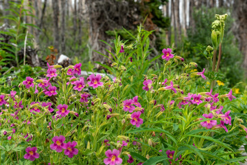 Purple monkey wild flowers (Erythranthe lewisii, Mimulus lewisii) seen in Waterton Lakes National Park during summer time, on beautiful warm day in wilderness, wild area of Alberta. 