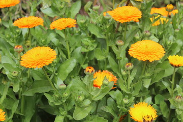 High quality photographs of blossoming Calendula, Ruddles or Pot Merigold flower portraying natures elegance and the subtle charm of their petals perfect for any design project or artistic inspiration