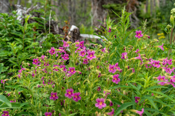 Purple monkey wild flowers (Erythranthe lewisii, Mimulus lewisii) seen in Waterton Lakes National Park during summer time, on beautiful warm day in wilderness, wild area of Alberta. 