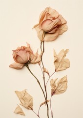 Real Pressed a climbing rose flower leaf petal.