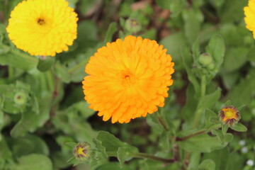 High quality photographs of blossoming Calendula, Ruddles or Pot Merigold flower portraying natures elegance and the subtle charm of their petals perfect for any design project or artistic inspiration