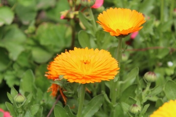 High quality photographs of blossoming Calendula, Ruddles or Pot Merigold flower portraying natures elegance and the subtle charm of their petals perfect for any design project or artistic inspiration