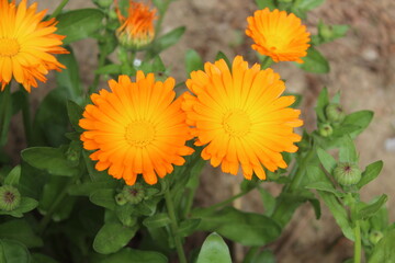 High quality photographs of blossoming Calendula, Ruddles or Pot Merigold flower portraying natures elegance and the subtle charm of their petals perfect for any design project or artistic inspiration