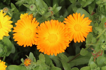 High quality photographs of blossoming Calendula, Ruddles or Pot Merigold flower portraying natures elegance and the subtle charm of their petals perfect for any design project or artistic inspiration