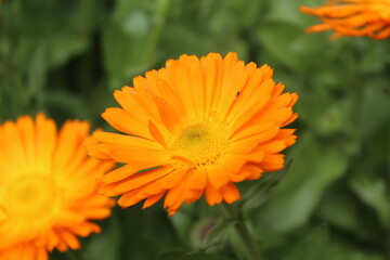 High quality photographs of blossoming Calendula, Ruddles or Pot Merigold flower portraying natures elegance and the subtle charm of their petals perfect for any design project or artistic inspiration