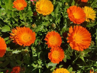 High quality photographs of blossoming Calendula, Ruddles or Pot Merigold flower portraying natures elegance and the subtle charm of their petals perfect for any design project or artistic inspiration