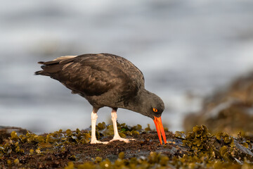 Black Oystercatcher (Haematopus bachmani)