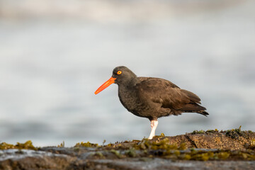 Black Oystercatcher (Haematopus bachmani)