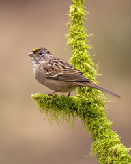 Golden-crowned Sparrow (Zonotrichia atricapilla)