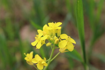 Mustard, Rapistrum, Brassica rapa or Rapeseed yellow flowers 
