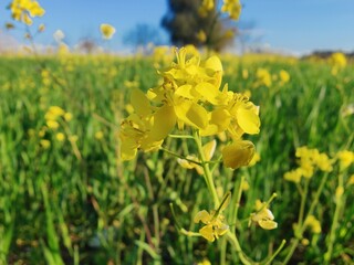 Mustard, Rapistrum, Brassica rapa or Rapeseed yellow flowers 
