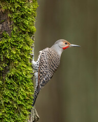 Northern Flicker (Colaptes auratus) or Common Flicker- Red-shafted, Western male adult  a medium-sized bird of the woodpecker family