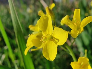 Mustard, Rapistrum, Brassica rapa or Rapeseed yellow flowers 
