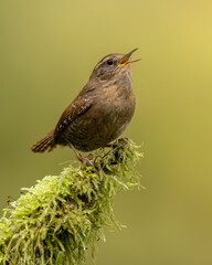 Pacific Wren (Troglodytes pacificus) in the rainforest © Tom