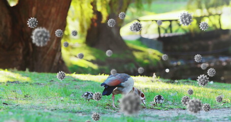 Duck with ducklings foraging in park surrounded by floating virus illustrations