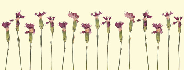 Horizontal floral seamless border with wild dianthus on pale yellow background.
