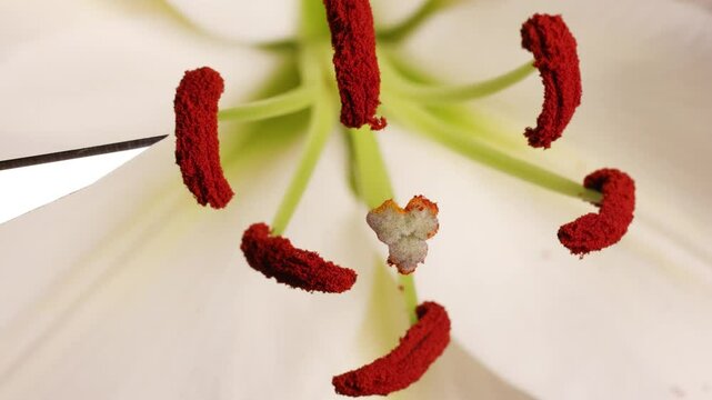 Macro Exploration of Lily Flower Anatomy