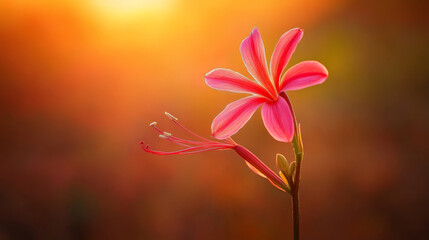 Fototapeta premium Vibrant pink flower in warm sunlight