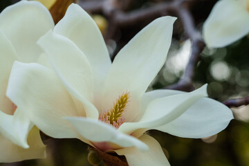 Close-up photo of white magnolia flowers blooming in spring in March