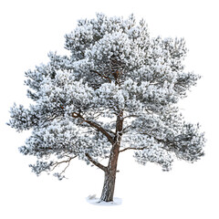 Fototapeta premium A Snow Covered Pine Tree with Intricate Patterns Isolated on Transparent Background